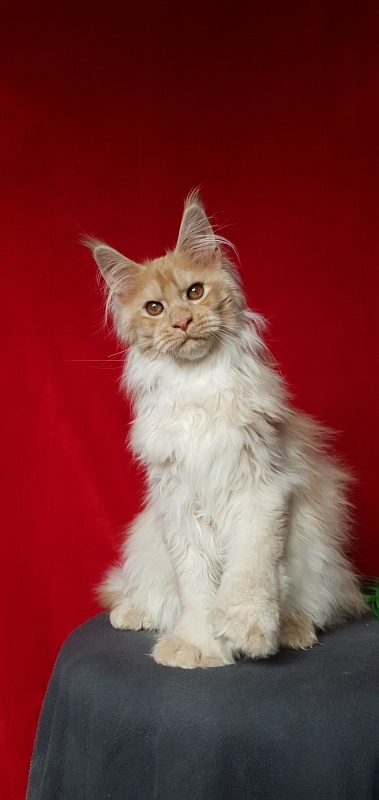 Yaki Cat  Akbars (polydactyl) 66/66 - Kitten maine-coon 4 months 1 week