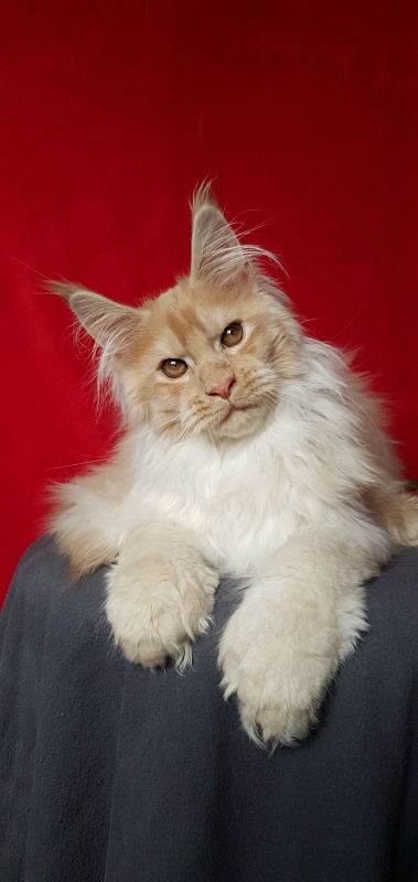 Yaki Cat  Akbars (polydactyl) 66/66 - Kitten maine-coon 4 months 1 week