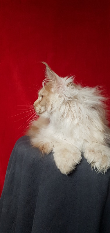 Yaki Cat  Akbars (polydactyl) 66/66 - Kitten maine-coon 4 months 1 week