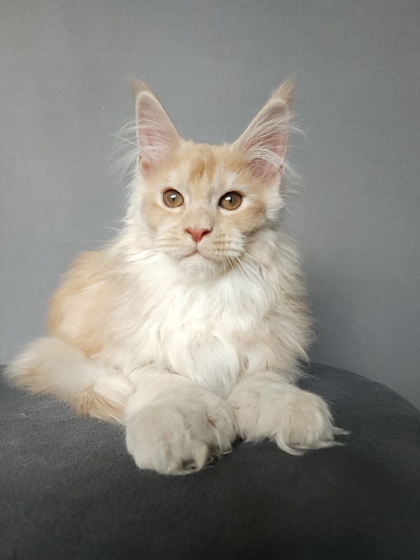 Yaki Cat  Akbars (polydactyl) 66/66 - Kitten maine-coon 2 months 3.5 weeks