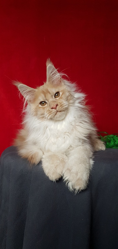 Yaki Cat  Akbars (polydactyl) 66/66 - Kitten maine-coon 4 months 1 week