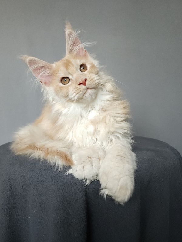 Yaki Cat  Akbars (polydactyl) 66/66 - Kitten maine-coon 2 months 3.5 weeks