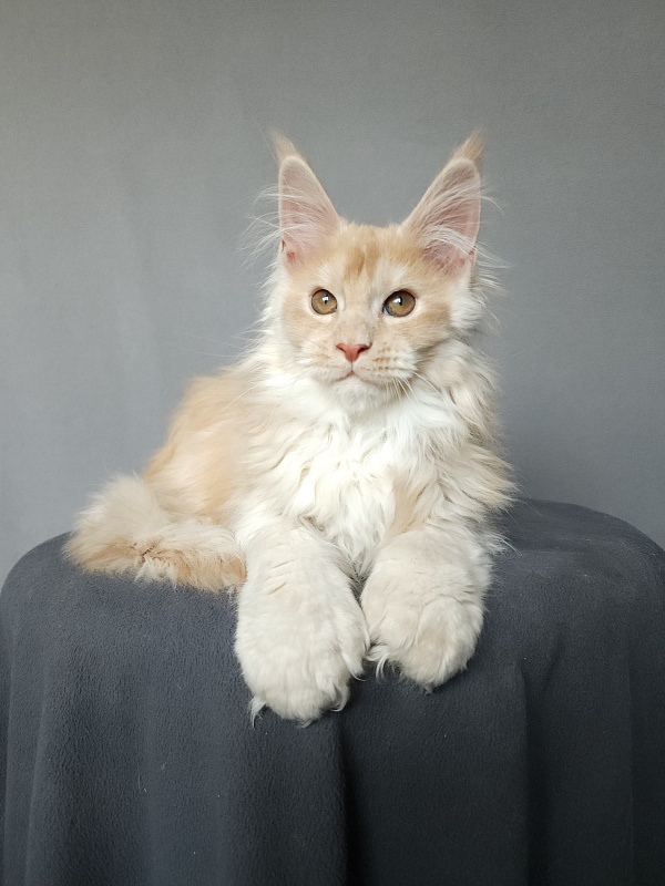 Yaki Cat  Akbars (polydactyl) 66/66 - Kitten maine-coon 2 months 3.5 weeks