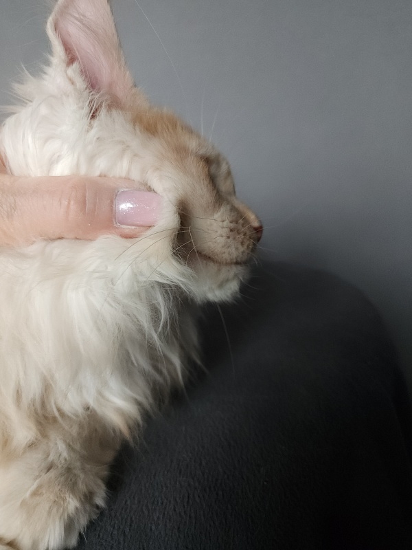 Yaki Cat  Akbars (polydactyl) 66/66 - Kitten maine-coon 2 months 3.5 weeks