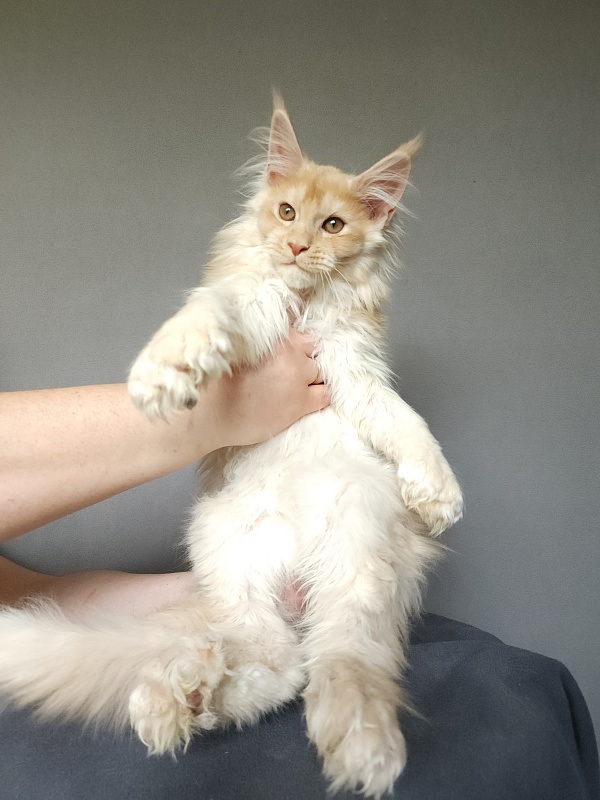 Yaki Cat  Akbars (polydactyl) 66/66 - Kitten maine-coon 2 months 3.5 weeks