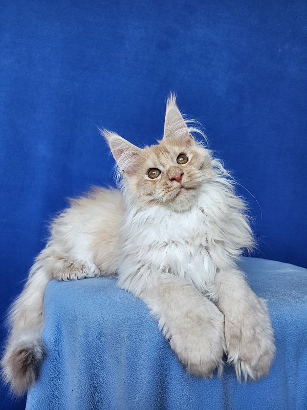 Yaki Cat  Akbars (polydactyl) 66/66 - Kitten maine-coon 3 months 3.5 weeks