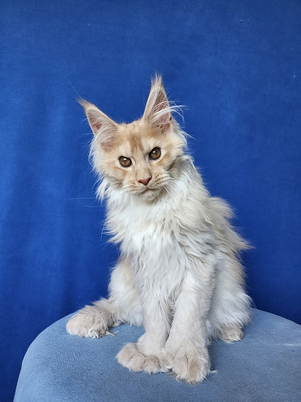 Yaki Cat  Akbars (polydactyl) 66/66 - Kitten maine-coon 3 months 3.5 weeks