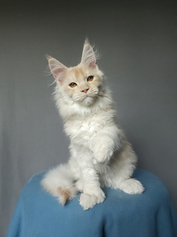 Yoda Cat  Akbars (polydactyl) 77/66 - Kitten maine-coon 2 months 3.5 weeks