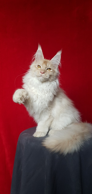 Yoda Cat  Akbars (polydactyl) 77/66 - Kitten maine-coon 4 months 1 week