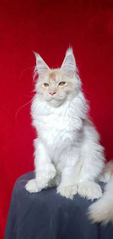 Yoda Cat  Akbars (polydactyl) 77/66 - Kitten maine-coon 4 months 1 week