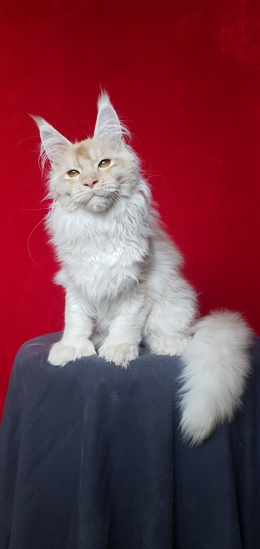 Yoda Cat  Akbars (polydactyl) 77/66 - Kitten maine-coon 4 months 1 week