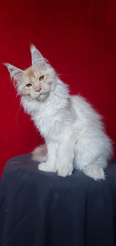 Yoda Cat  Akbars (polydactyl) 77/66 - Kitten maine-coon 4 months 1 week