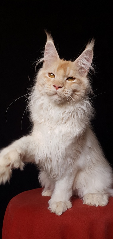 Yoda Cat  Akbars (polydactyl) 77/66 - Kitten maine-coon 4 months 3.5 weeks