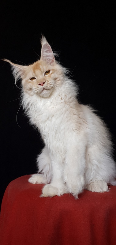 Yoda Cat  Akbars (polydactyl) 77/66 - Kitten maine-coon 4 months 3.5 weeks