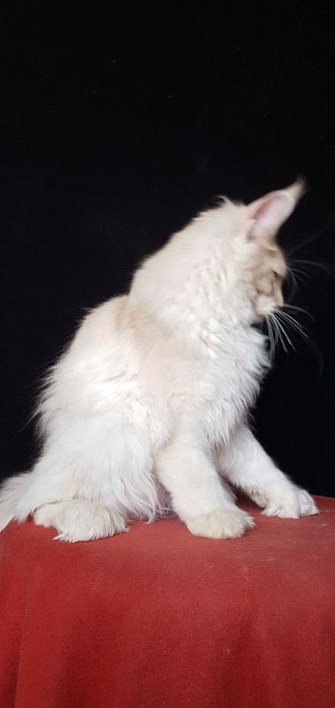 Yoda Cat  Akbars (polydactyl) 77/66 - Kitten maine-coon 4 months 3.5 weeks