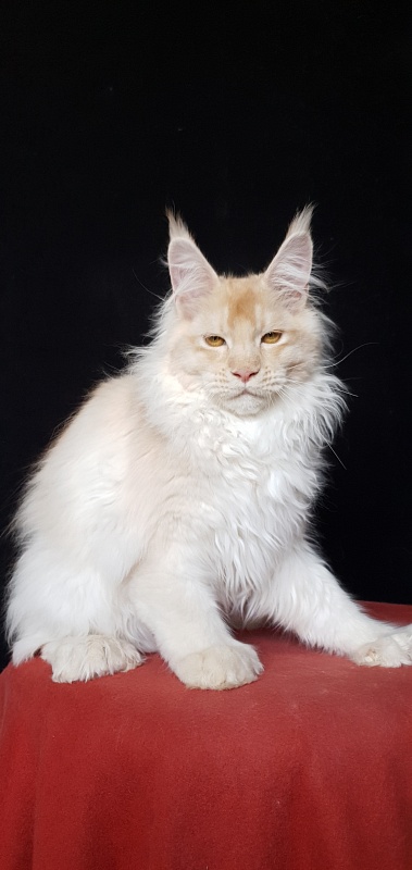 Yoda Cat  Akbars (polydactyl) 77/66 - Kitten maine-coon 4 months 3.5 weeks