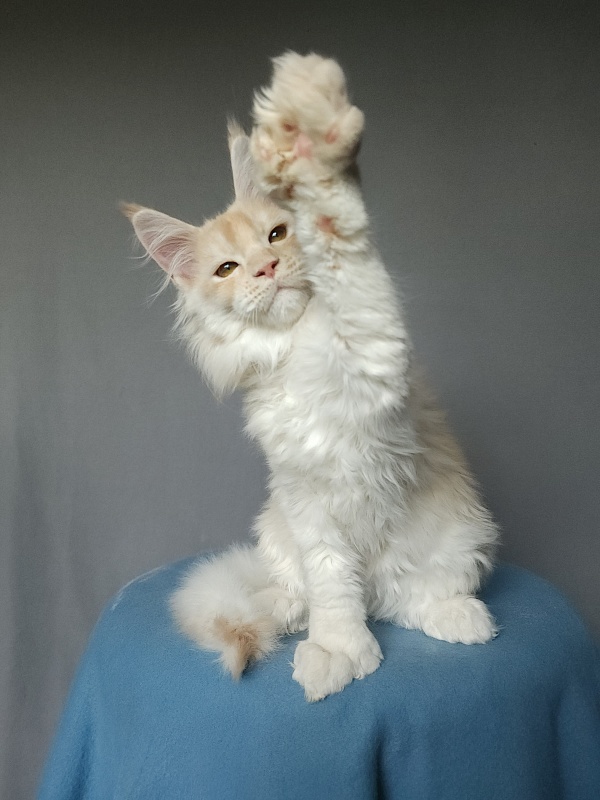 Yoda Cat  Akbars (polydactyl) 77/66 - Kitten maine-coon 2 months 3.5 weeks