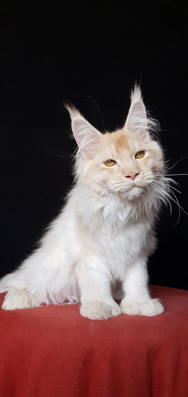 Yoda Cat  Akbars (polydactyl) 77/66 - Kitten maine-coon 4 months 3.5 weeks