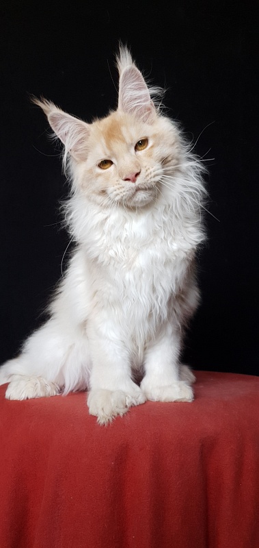 Yoda Cat  Akbars (polydactyl) 77/66 - Kitten maine-coon 4 months 3.5 weeks