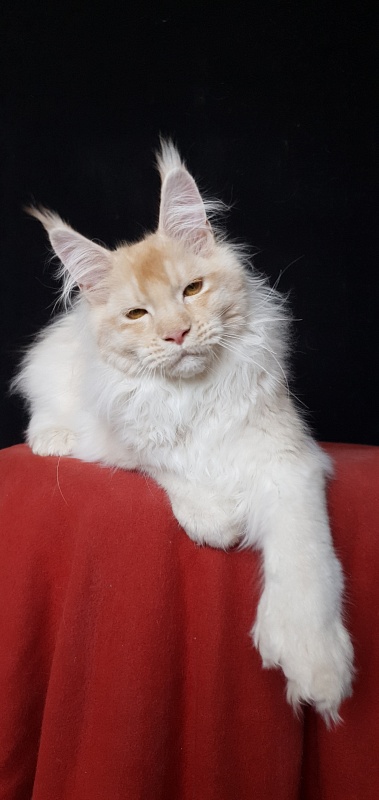 Yoda Cat  Akbars (polydactyl) 77/66 - Kitten maine-coon 4 months 3.5 weeks