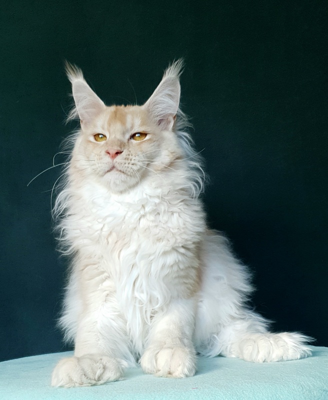 Yoda Cat  Akbars (polydactyl) 77/66 - Junior maine-coon 7 months 1 week