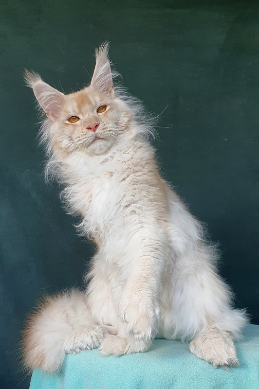 Yoda Cat  Akbars (polydactyl) 77/66 - Junior maine-coon 7 months 1 week