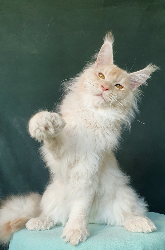 Yoda Cat  Akbars (polydactyl) 77/66 - Junior maine-coon 7 months 1 week