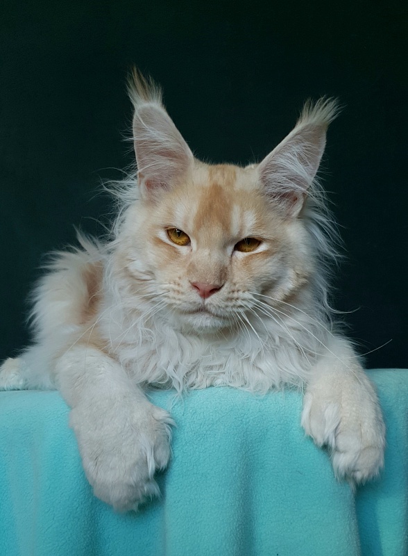 Yoda Cat  Akbars (polydactyl) 77/66 - Junior maine-coon 7 months 1 week