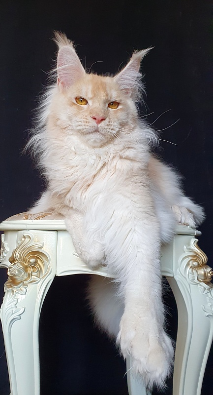 Yoda Cat  Akbars (polydactyl) 77/66 - Kitten maine-coon 6 months 3 weeks