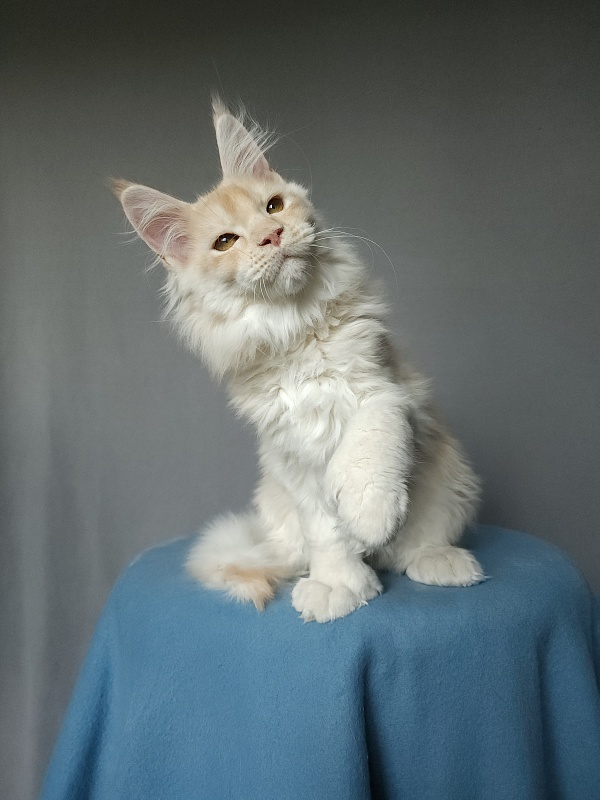 Yoda Cat  Akbars (polydactyl) 77/66 - Kitten maine-coon 2 months 3.5 weeks