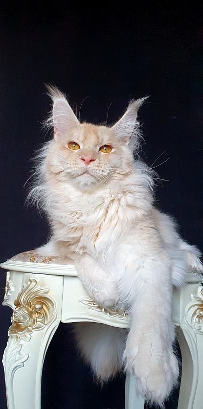 Yoda Cat  Akbars (polydactyl) 77/66 - Kitten maine-coon 6 months 3 weeks