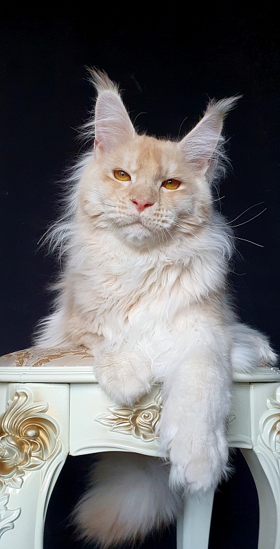 Yoda Cat  Akbars (polydactyl) 77/66 - Kitten maine-coon 6 months 3 weeks