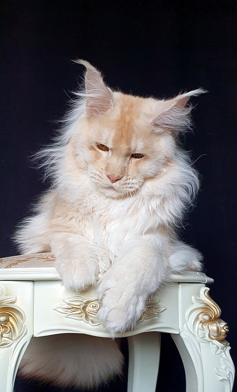 Yoda Cat  Akbars (polydactyl) 77/66 - Kitten maine-coon 6 months 3 weeks