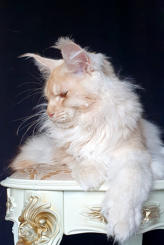 Yoda Cat  Akbars (polydactyl) 77/66 - Kitten maine-coon 6 months 3 weeks