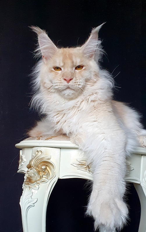 Yoda Cat  Akbars (polydactyl) 77/66 - Kitten maine-coon 6 months 3 weeks