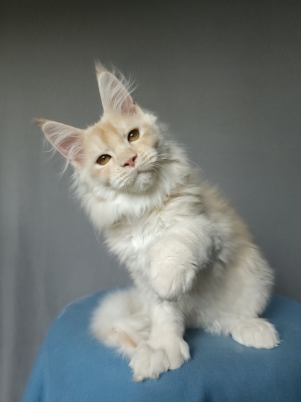 Yoda Cat  Akbars (polydactyl) 77/66 - Kitten maine-coon 2 months 3.5 weeks