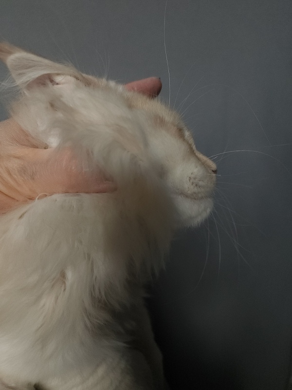 Yoda Cat  Akbars (polydactyl) 77/66 - Kitten maine-coon 2 months 3.5 weeks