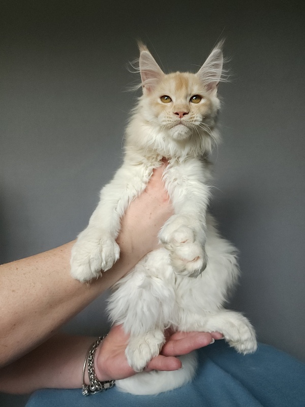 Yoda Cat  Akbars (polydactyl) 77/66 - Kitten maine-coon 2 months 3.5 weeks