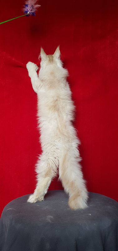 Yoda Cat  Akbars (polydactyl) 77/66 - Kitten maine-coon 4 months 1 week