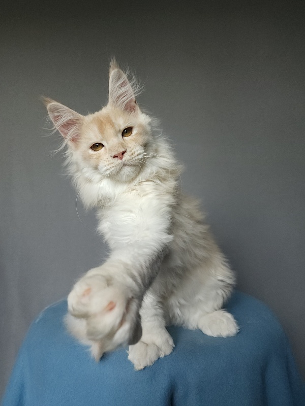 Yoda Cat  Akbars (polydactyl) 77/66 - Kitten maine-coon 2 months 3.5 weeks