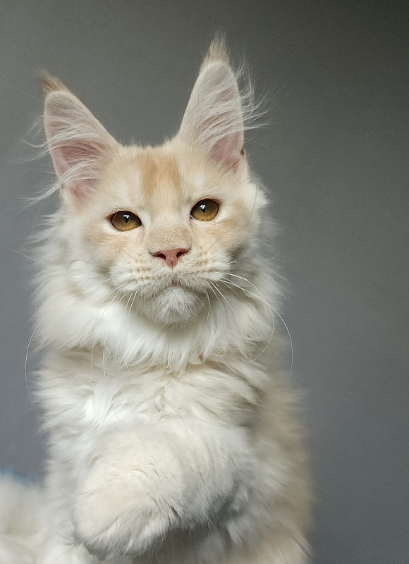 Yoda Cat  Akbars (polydactyl) 77/66 - Kitten maine-coon 2 months 3.5 weeks