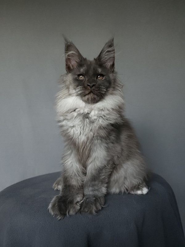 Yumy Cat  Akbars (polydactyl) 66/66 - Kitten maine-coon 2 months 3.5 weeks