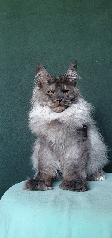 Yumy Cat  Akbars (polydactyl) 66/66 - Kitten maine-coon 4 months 3.5 weeks