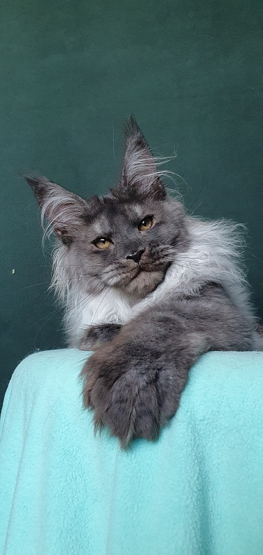 Yumy Cat  Akbars (polydactyl) 66/66 - Kitten maine-coon 4 months 3.5 weeks