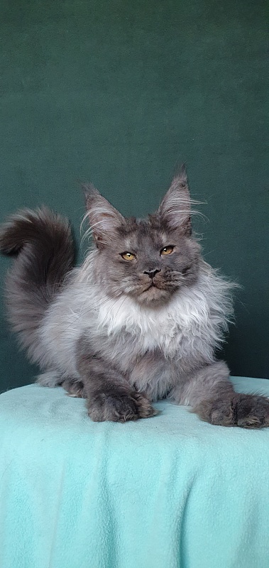 Yumy Cat  Akbars (polydactyl) 66/66 - Kitten maine-coon 4 months 3.5 weeks