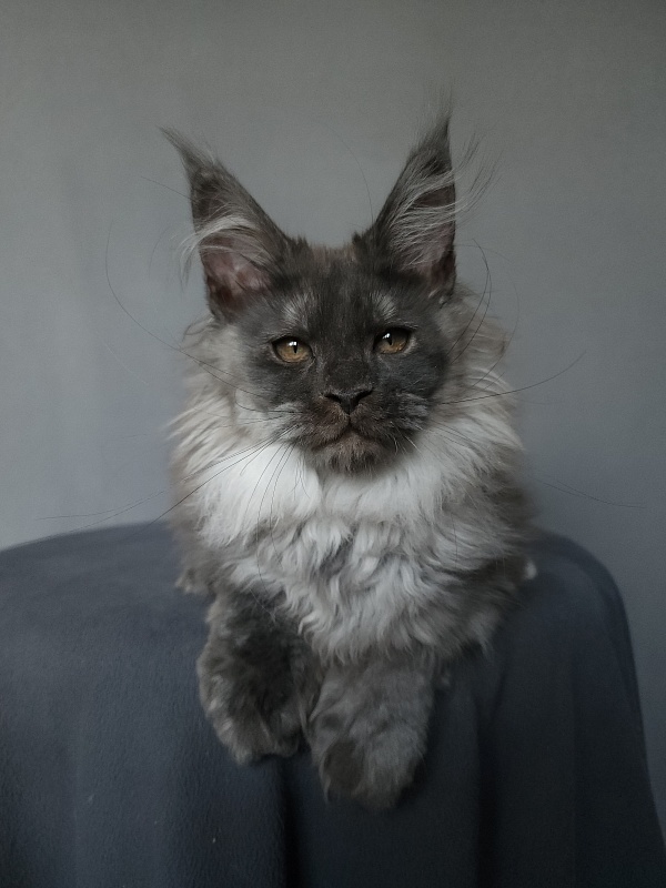 Yumy Cat  Akbars (polydactyl) 66/66 - Kitten maine-coon 2 months 3.5 weeks