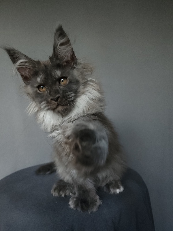 Yumy Cat  Akbars (polydactyl) 66/66 - Kitten maine-coon 2 months 3.5 weeks