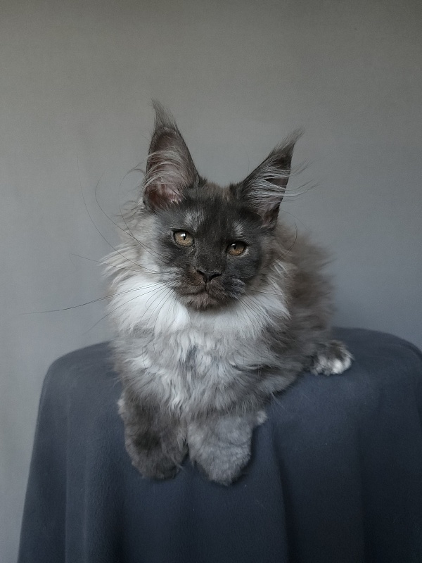 Yumy Cat  Akbars (polydactyl) 66/66 - Kitten maine-coon 2 months 3.5 weeks