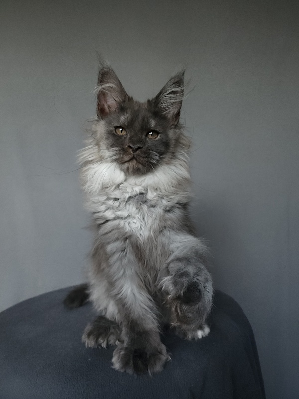 Yumy Cat  Akbars (polydactyl) 66/66 - Kitten maine-coon 2 months 3.5 weeks