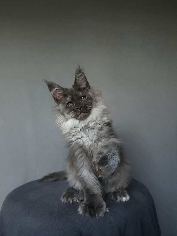 Yumy Cat  Akbars (polydactyl) 66/66 - Kitten maine-coon 2 months 3.5 weeks